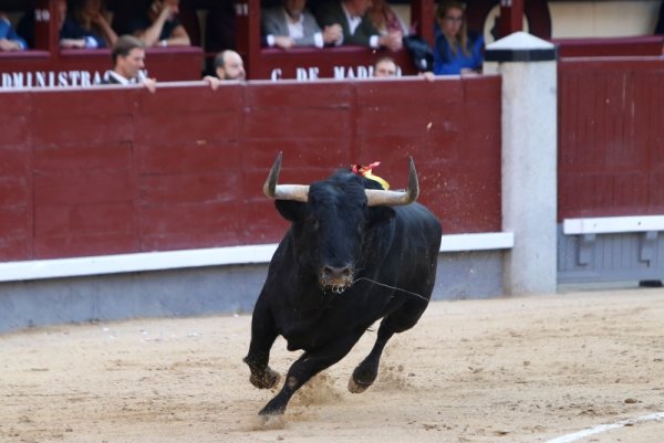 EL TORO