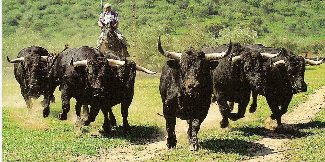 LOS TOROS EN EL CAMPO