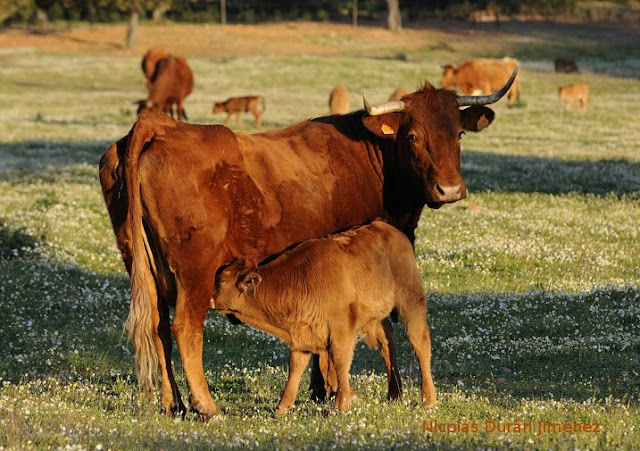 Vaca brava, amamantando a su becerro
