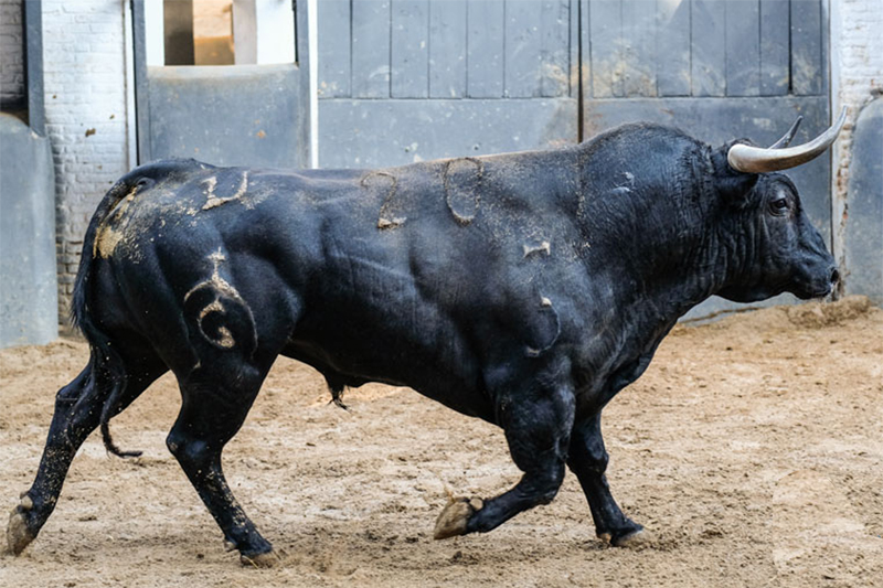 Imagen de un toro actual